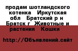 продам шотландского котенка - Иркутская обл., Братский р-н, Братск г. Животные и растения » Кошки   